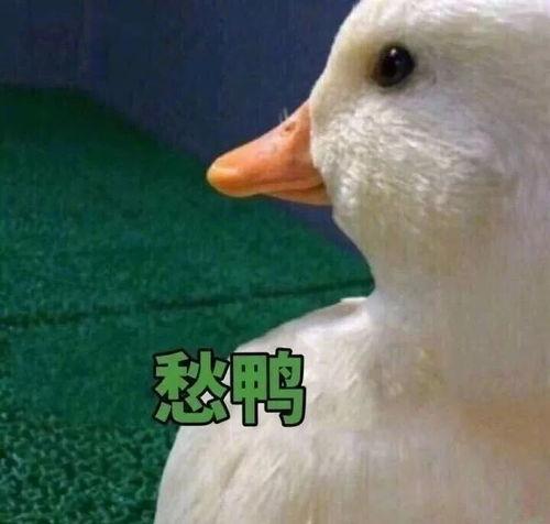 鸭王电影手机在线观看,手机在线观看，畅享视听盛宴  第3张