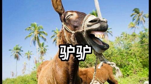 搞笑视频三驴子爆料,揭秘娱乐圈那些不为人知的幕后趣事 第3张 搞笑视频三驴子爆料,揭秘娱乐圈那些不为人知的幕后趣事 第3张